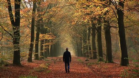 Man Walk Alone In A Sunny Forest Stock Footage Video 24702791