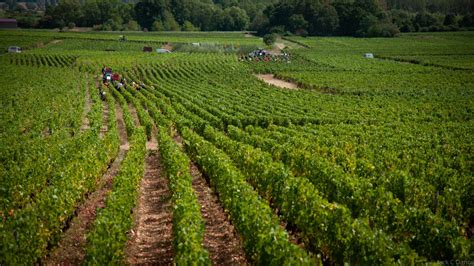 Changes in Burgundy's Wine Harvest Reflect a Bigger Picture - Trufflepig