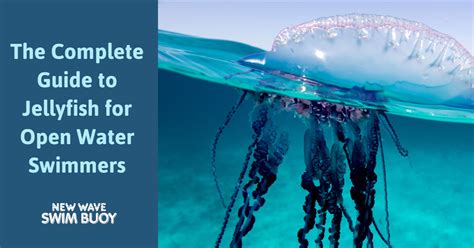 The Complete Guide To Jellyfish For Open Water Swimmers New Wave Swim