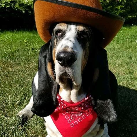 Pin On Basset Hound Lovers