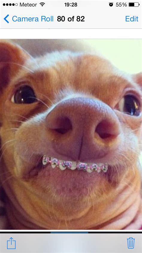 Ah He Got Braces And Theyre Pink Funny Animals Funny Animal Memes