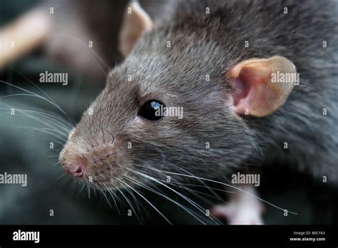 Grey Rat High Resolution Stock Photography And Images Alamy
