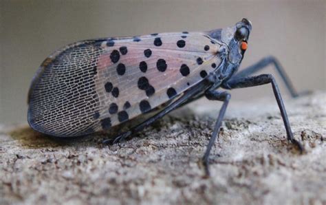 How To Identify And Destroy Spotted Lanternfly Egg Masses Farm And Dairy Flying Lantern