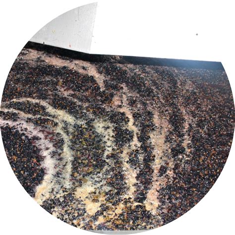Infusing or macerating oils can impart wonderful botanical extracts into your skincare. Production - Quinta dos Vales