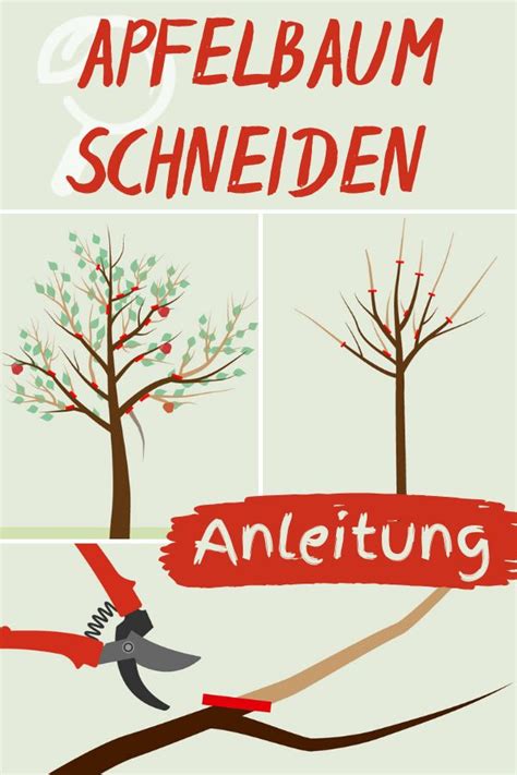 Bitte nur scharfes werkzeug verwenden, damit eine gerade, saubere wunde entsteht. Apfelbaum schneiden: Anleitung | Apfelbäume schneiden ...