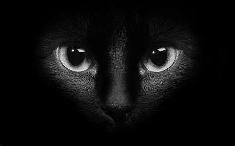 Download Wallpaper 1680x1050 Black Cat Face Eyes Darkness Hd Background