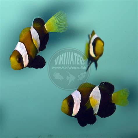 We did not find results for: -SPONSOR- - MiniWaters.FISH - Glorious Clownfish ...