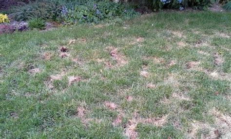Grub Worm Lawn Damage The Home Garden