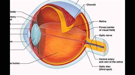 Human Eye Parts And Function Youtube