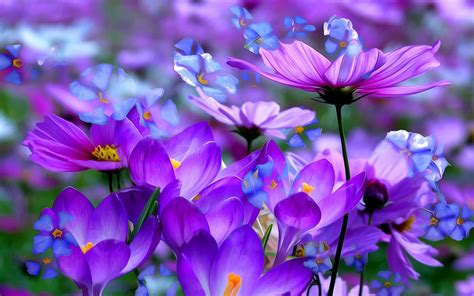 Purple Spring Flowers Wallpapers High Definition Is 4k Wallpaper Yodobi