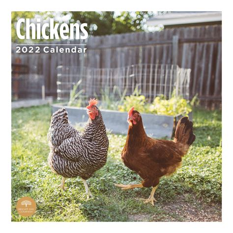 Buy 2022 Chickens Wall By Bright Day 12 X 12 Inch Farm Animals S For