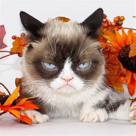 1013 Best Grumpy Cat Images On Pinterest Grumpy Cat
