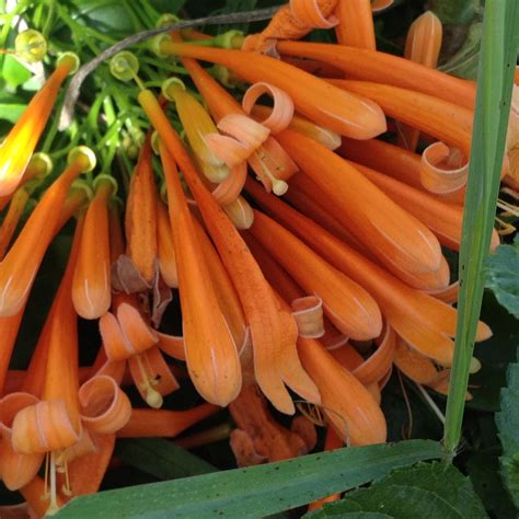 Orange Flowering Plants Florida South Florida Perennial Flowers To