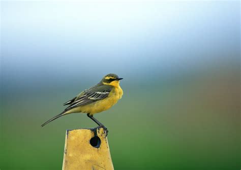 High Definition Photo And Wallpapers: high definition photo bird,high definition bird wallpapers ...
