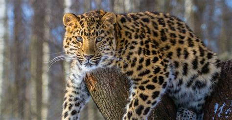 10 Rarest Animals In The World A Z Animals