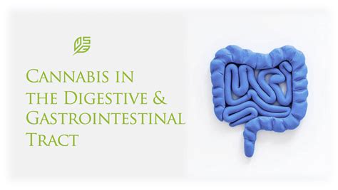 Cannabis In The Digestive And Gastrointestinal Tract Society Of