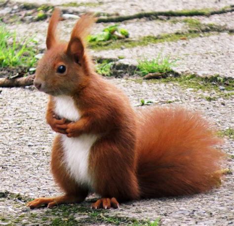 Gorgeous | Red squirrel, Cute squirrel, Squirrel