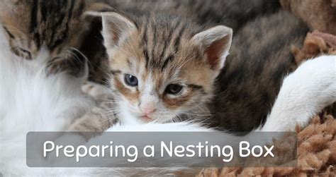 How To Prepare A Nesting Box For Your Pregnant Cat This Article Looks