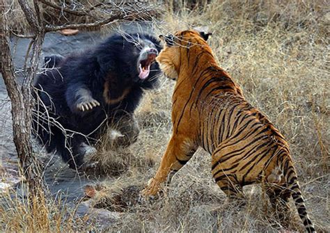 Bear Fighting Tiger Brooks Pierce