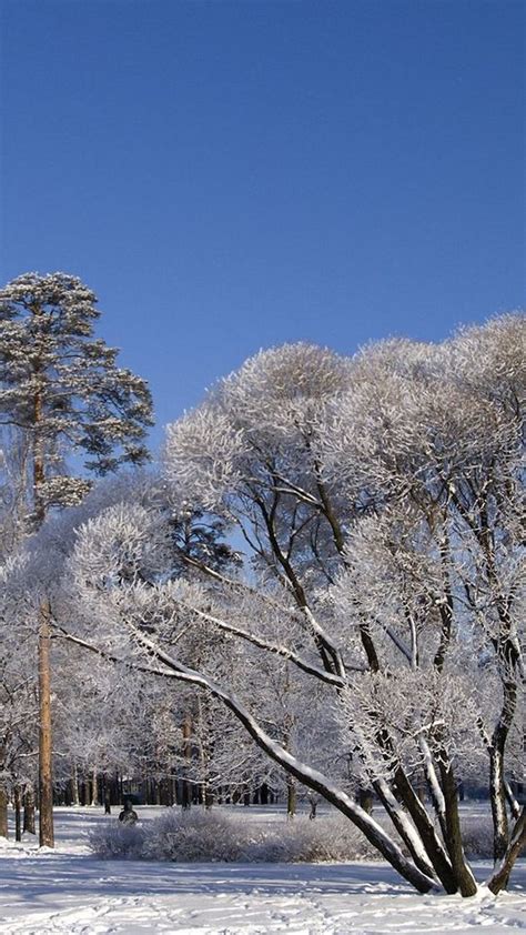 Download Wallpaper 540x960 Trees Branches Sprawling Winter Snow