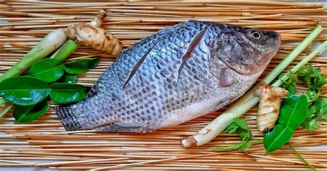 How To Start A Tilapia Fish Farm What Should You Know
