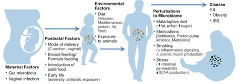 The Gut Microbiome From Pre Conception To Childhood The Dietologist