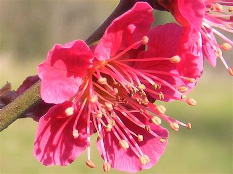 Oct 23, 2020 · mume, da'an: Prunus mume | sentieridimontagna.it