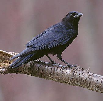 We did not find results for: Si Hitam Burung Gagak Adalah Hewan Tercerdas Lho ...