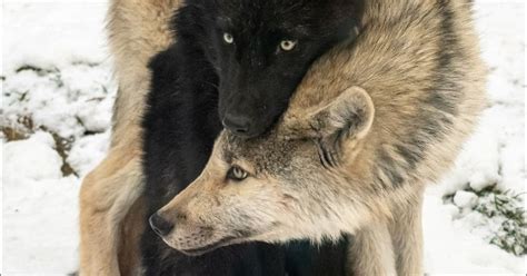 the unbreakable bond the love and loyalty of wolves hasan jasim