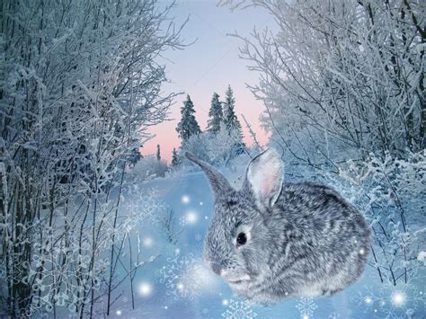 Winter Rabbit — Stock Photo © Nataliiamelnyc 4615166