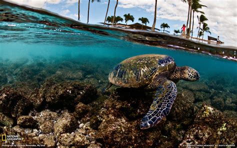 Green Sea Turtle Hawaii National Geographic Wallpaper Selected Preview
