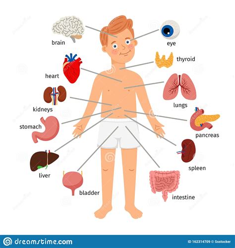 These images give an impression on the quality and functionality of the model. .Boy body internal organs stock vector. Illustration of lungs - 162314709