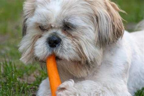 Yes, puppies can eat raw carrots when you wean them, and they start eating solid foods. 10 fruits & veggies you'll dog will love | Overweight dog ...