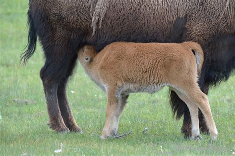 Marcel Huijser Photography Rocky Mountain Wildlife Bison Bison