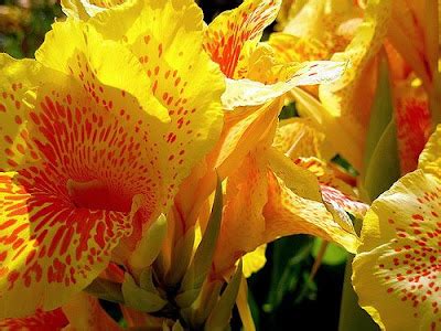 We did not find results for: Most Amazing, Unique and Beautiful Flowers In The World ...