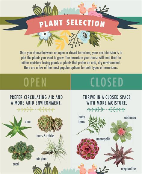 Place the cutting into the soil. The best plants for open vs closed terrariums - Click for ...