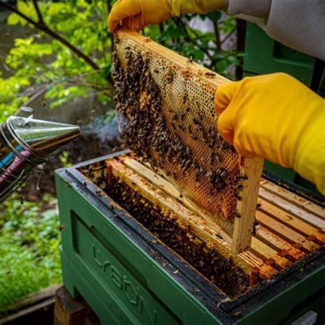 Yorkshire Beekeeping Experience Bee Course Half Day