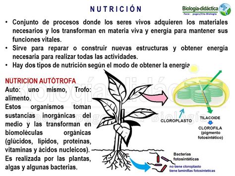 Biología Didáctica Nsc 4° Nutrición Autótrofa