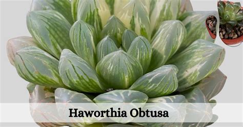 Haworthia Obtusa Everything You Need To Know Succulent Path