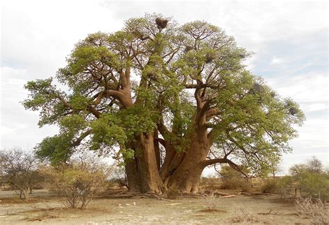 Baobab Dukkah + The Magical Medicine Man - SavannaBel