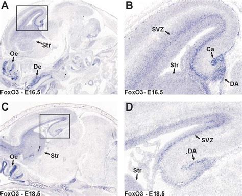 Expression Of Foxo3 In The Embryonic Murine Brain Sagital Sections Of