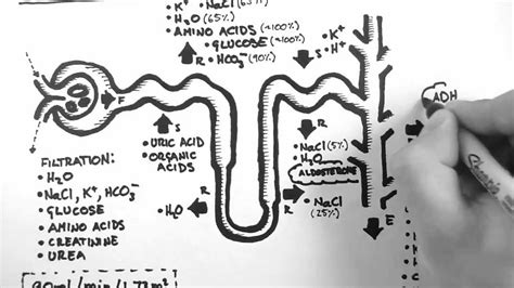 Nephron Function - YouTube