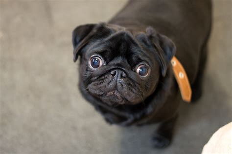 That Look Of Shock About Pug