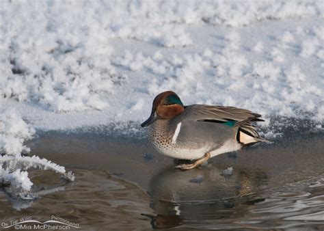 Green Winged Teal Images Mia Mcphersons On The Wing Photography