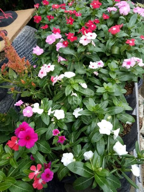 Taman bunga teras dan harga bunga vinca yg ada di dusun. Taman Bunga Vinca - Model Baru Bunga Vinca Juntai Paket Murah 1 Paket Isi 5 Plant Shopee ...