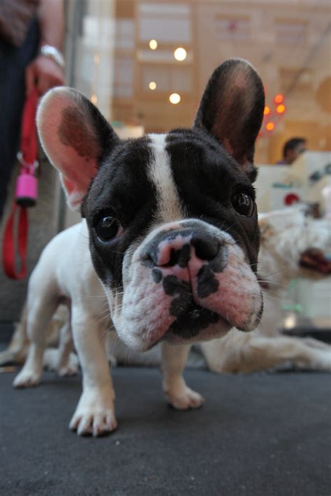 French Bulldog French Bulldog Around Milano Bruno Cordioli Flickr