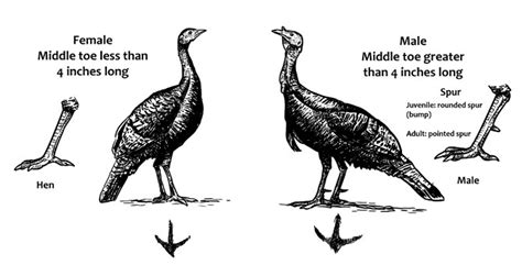 Sex And Age Of Wild Turkeys Washington Hunting Eregulations