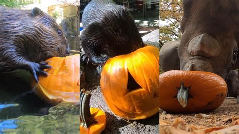 Zoo Animals Eating Pumpkins Is The Perfect Autumn Treat
