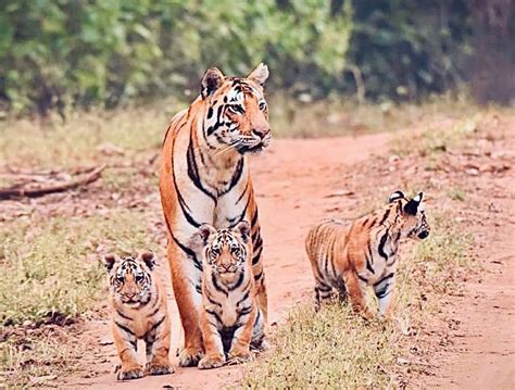 1 Best Tiger Safari In Kanha Kanha Tiger Safari Guide 2020