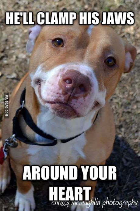 33 terrifyingly adorable pit bulls pitbull memes pitbulls pitbull terrier